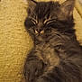 kitten, sleeping, gray_fur, tabby, whiskers, close_up, cozy, blanket, texture, feline, pet, animal, cute, resting, indoor, soft, fur, small, relaxed, peaceful