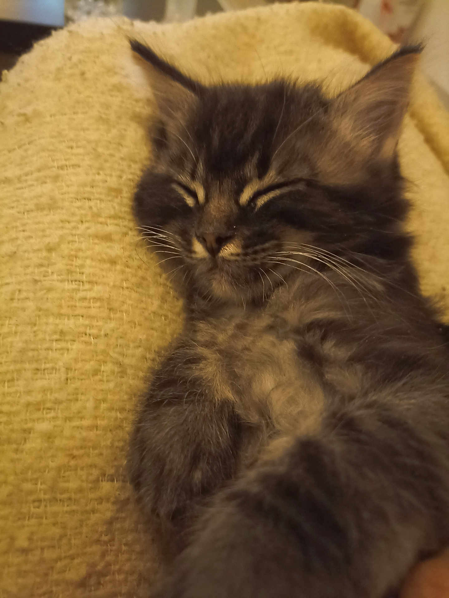 Tigrou