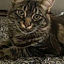cat, tabby, pet, animal, fur, whiskers, carpet, indoor, living_room, sofa, cushion, close_up, cute, feline, striped, ears, eyes, relaxed, home, mammal