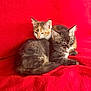 Zoro a rejoint le concours — aidez-le/la à gagner de superbes lots ! cat, kitten, calico_cat, tabby_cat, feline, pet, sleepy, snuggling, red_blanket, cozy, cute, fur, whiskers, animal, domestic_animal, two_kittens, resting, close_up, indoor, soft_texture