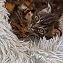abyssinian, animal, armchair, blanket, canine, cat, chair, clothing, couch, dog, fur, furniture, hardwood, homedecor, kitten, manx, monkey, pet, siamese, wood