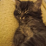 Zoro participe au concours pour gagner de l'argent avec cette photo : kitten, sleeping, gray_fur, tabby, whiskers, close_up, cozy, blanket, texture, feline, pet, animal, cute, resting, indoor, soft, fur, small, relaxed, peaceful