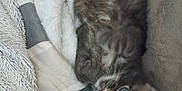 Zoro participe au concours pour gagner de l'argent avec cette photo : abyssinian, animal, armchair, bed, blanket, canine, cat, chair, couch, cushion, dog, furniture, homedecor, kitten, linen, manx, person, pet, siamese, sleeping