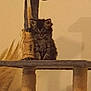 abyssinian, altar, angora, animal, archaeology, architecture, blackcat, building, cat, chair, church, cross, egyptiancat, furniture, kitten, manx, pet, plywood, symbol, wood
