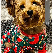 Milo joined the competition — help win amazing prizes! dog, pet, small_dog, yorkshire_terrier, christmas_pajamas, festive_clothing, carpet, stairs, cute, animal, fur, indoors, portrait, looking_up, holiday, cozy, mammal, companion, domestic_animal, adorable