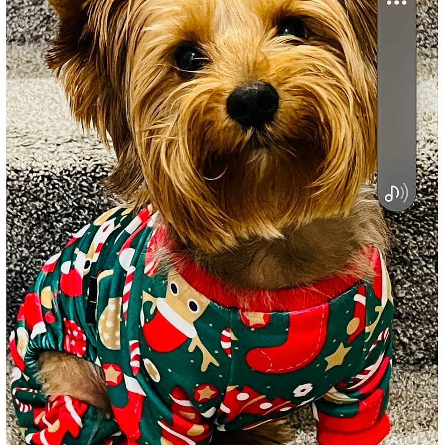 Milo joined the competition — help win amazing prizes! adorable, animal, carpet, christmas_pajamas, companion, cozy, cute, dog, domestic_animal, festive_clothing, fur, holiday, indoors, looking_up, mammal, pet, portrait, small_dog, stairs, yorkshire_terrier