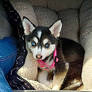 Coqui is registered to the contest to win money with this photo: animal, blue_eyes, canine, cozy, cute, denim, dog, dog_bed, domestic, fur, husky, indoor, looking_up, person_leg, pet, pink_collar, puppy, resting, small_dog, soft_texture