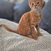 Pancake a rejoint le concours — aidez-le/la à gagner de superbes lots ! animal_portrait, blanket, cat, cozy, curious, cute, domestic_animal, ears, feline, fur, indoor, kitten, living_room, orange_tabby, pet, sitting, soft_focus, tail, whiskers, young_animal