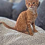 animal_portrait, blanket, cat, cozy, curious, cute, domestic_animal, ears, feline, fur, indoor, kitten, living_room, orange_tabby, pet, sitting, soft_focus, tail, whiskers, young_animal