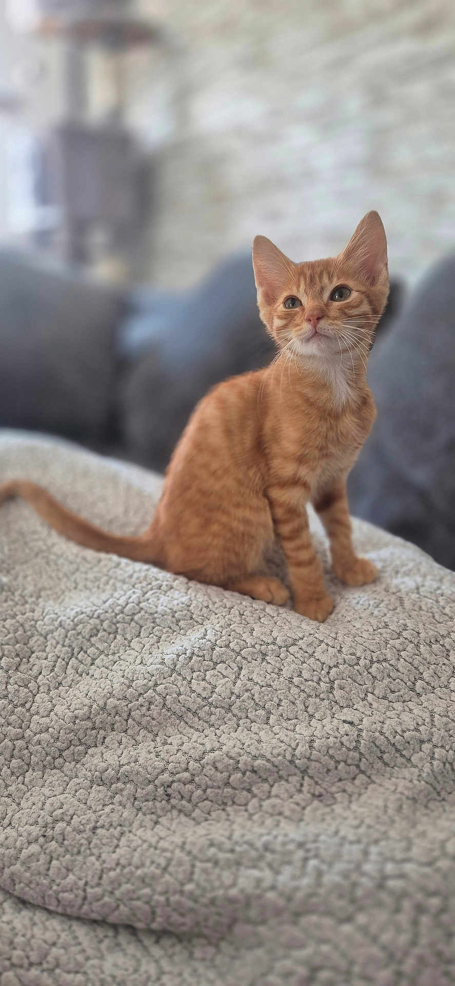 Pancake