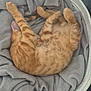 Pancake participe au concours pour gagner de l'argent avec cette photo : animal, basket, blanket, cat, comfort, cozy, cute, domestic_cat, feline, fur, home, indoor, nap, orange_tabby, pet, relaxed, resting, sleeping, soft, stretching