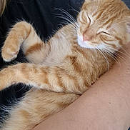 Pancake participe au concours pour gagner de l'argent avec cette photo : adorable, animal, cat, close_up, comfort, couch, cute, domestic_cat, feline, fur, human_arm, indoor, nap, orange_tabby, paw, pet, relaxing, resting, sleeping, whiskers
