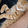 adorable, animal, cat, close_up, comfort, couch, cute, domestic_cat, feline, fur, human_arm, indoor, nap, orange_tabby, paw, pet, relaxing, resting, sleeping, whiskers
