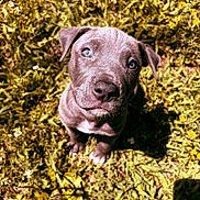Dozer is registered to the contest to win money with this photo: puppy, dog, grass, outdoor, flower, yellow_flower, pet, animal, cute, young_dog, fur, nature, sunlight, greenery, looking_up, adorable, closeup, portrait, small_dog, daylight