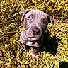 puppy, dog, grass, outdoor, flower, yellow_flower, pet, animal, cute, young_dog, fur, nature, sunlight, greenery, looking_up, adorable, closeup, portrait, small_dog, daylight
