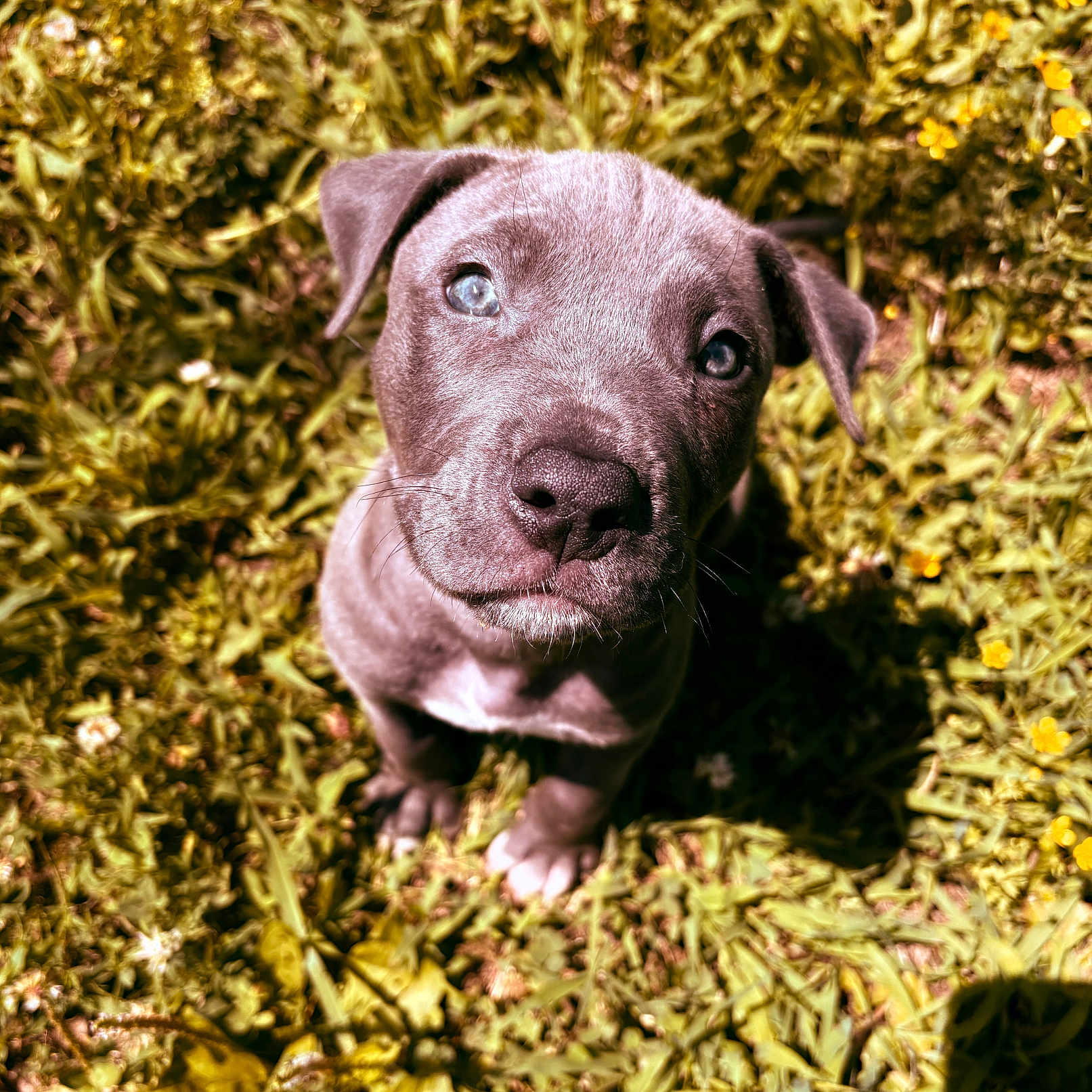 Dozer