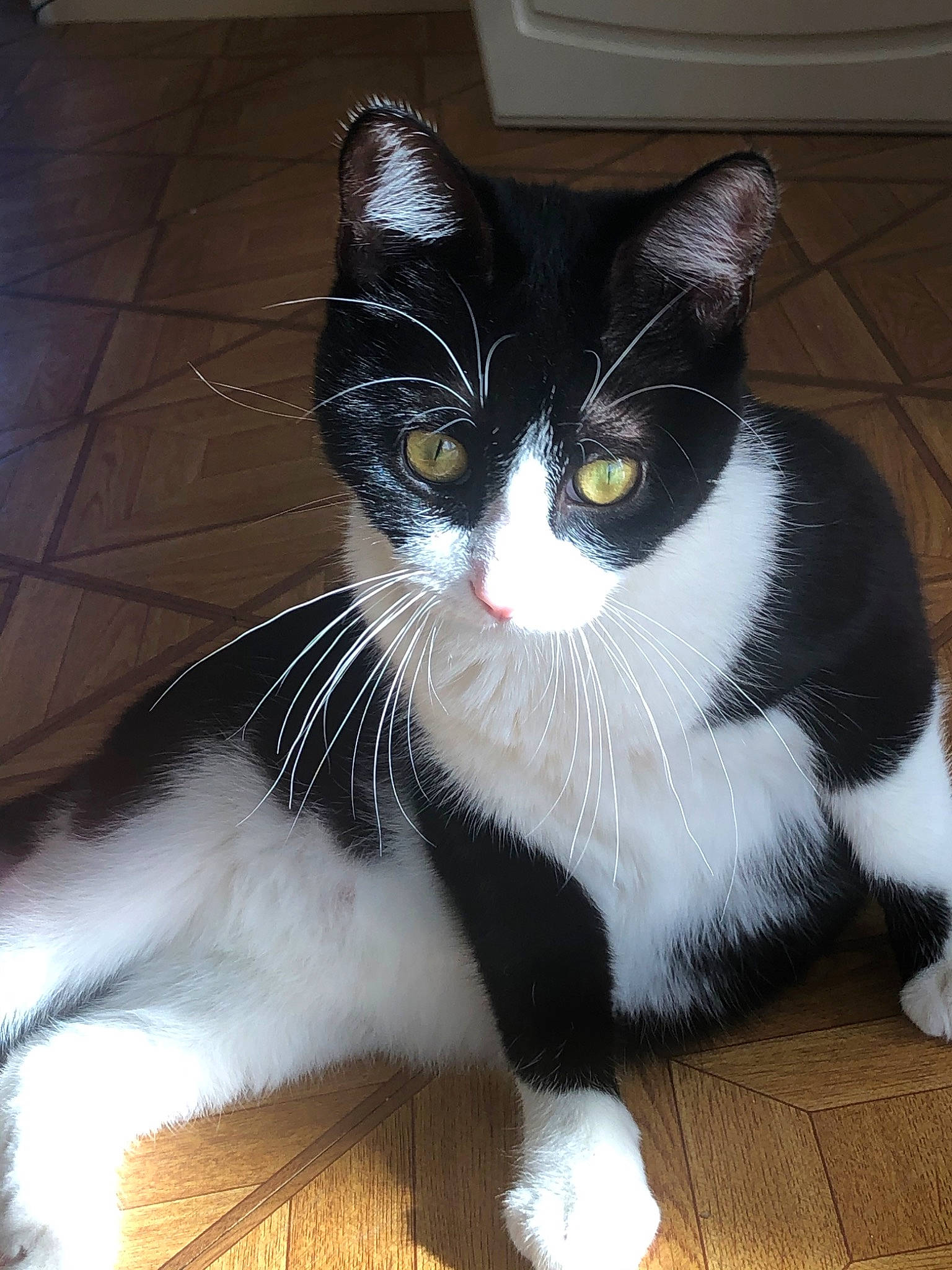 Luna participe au concours pour gagner de l'argent avec cette photo : aegean_cat, american_wirehair, black_and_white, black_cat, carnivore, cat, domestic_short_haired_cat, european_shorthair, eye, felidae, fur, japanese_bobtail, mammal, paw, polydactyl_cat, small_to_medium_sized_cats, snout, tail, whiskers