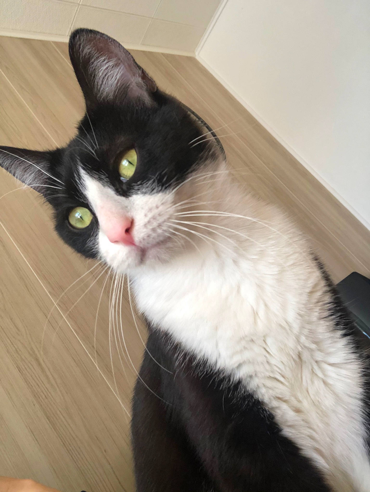 Luna a rejoint le concours — aidez-le/la à gagner de superbes lots ! black_and_white, black_cat, carnivore, cat, domestic_short_haired_cat, eye, felidae, fur, kitten, mammal, polydactyl_cat, small_to_medium_sized_cats, snout, tail, whiskers