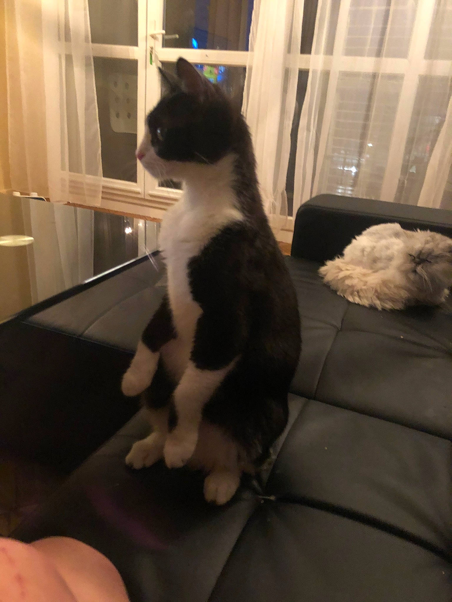 Luna participe au concours pour gagner de l'argent avec cette photo : carnivore, cat, domestic_short_haired_cat, ear, eye, felidae, fur, leg, paw, polydactyl_cat, small_to_medium_sized_cats, tail, whiskers