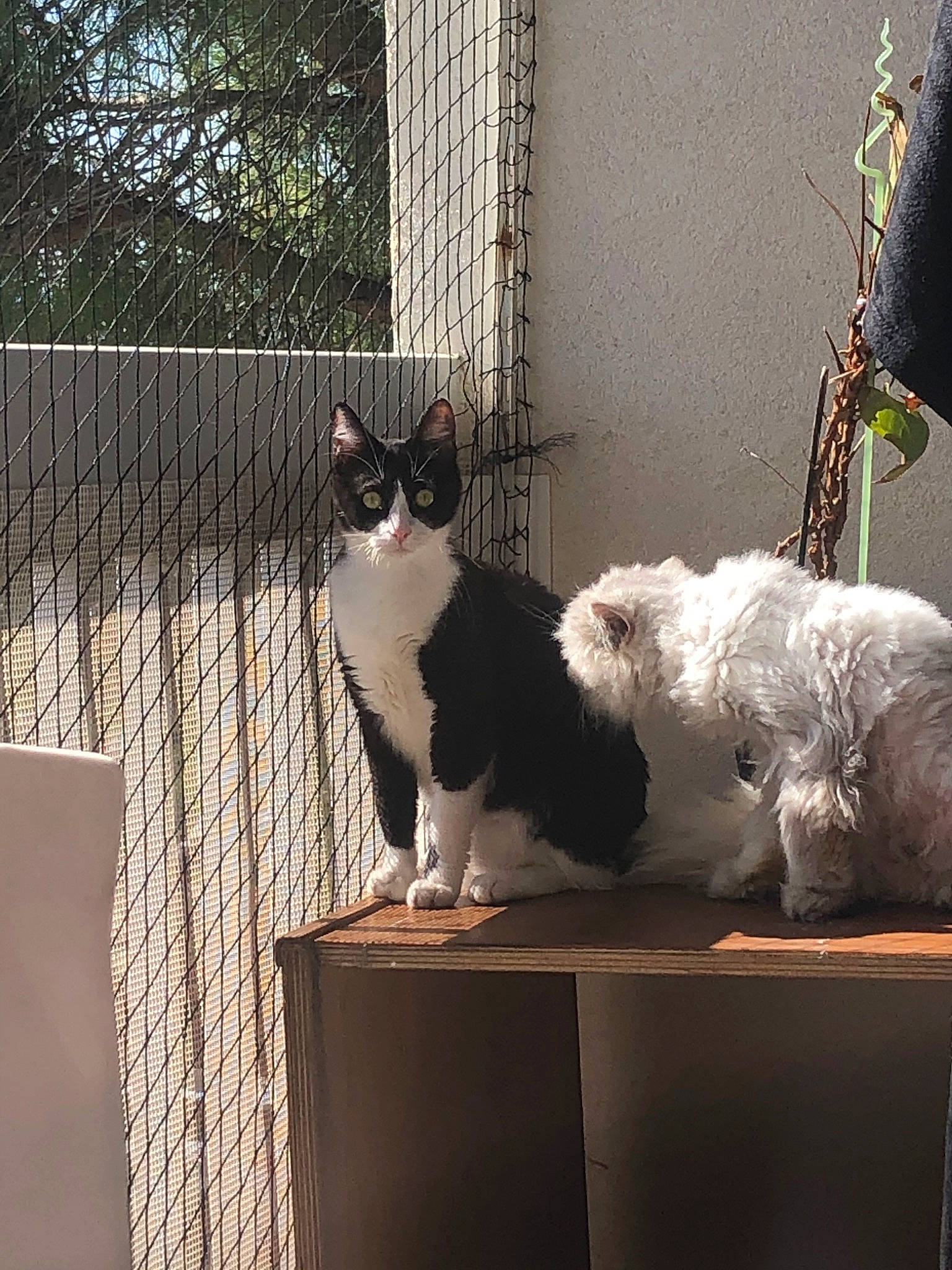 Luna a rejoint le concours — aidez-le/la à gagner de superbes lots ! aegean_cat, animal_shelter, black_and_white, carnivore, cat, domestic_short_haired_cat, european_shorthair, felidae, fur, home, house, kitten, polydactyl_cat, small_to_medium_sized_cats, square, table, tail, tree, whiskers, window