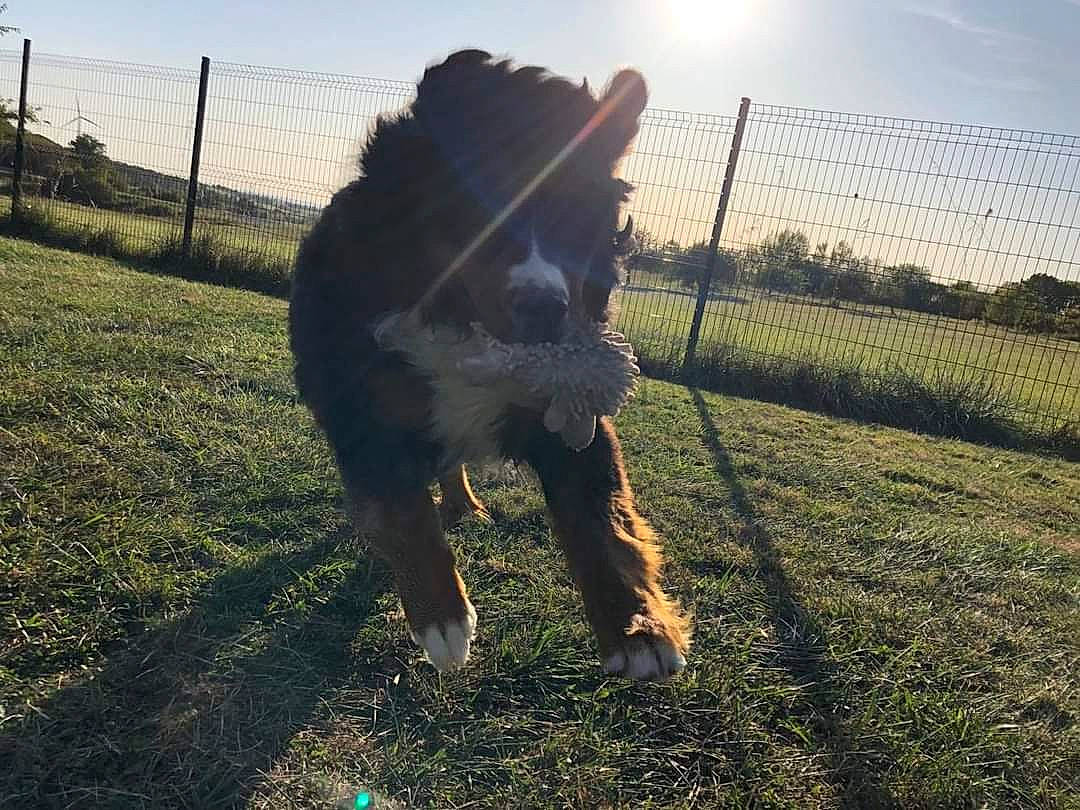 Obelix a rejoint le concours — aidez-le/la à gagner de superbes lots ! canidae, carnivore, cloud, dog, dog_breed, fence, grass, horse, meteorological_phenomenon, mountain, pasture, sky, sporting_group, sunlight