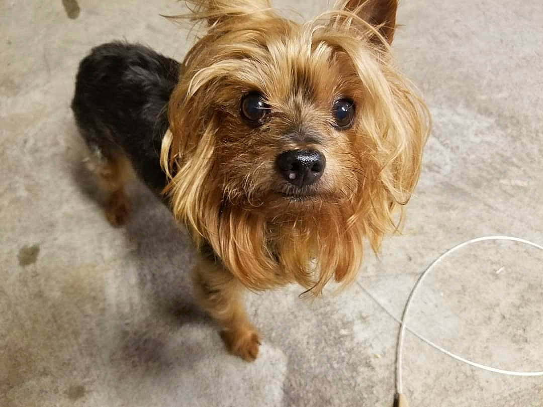 Alvin joined the competition — help win amazing prizes! biewer_terrier, canidae, carnivore, companion_dog, dog, dog_breed, dog_supply, fawn, fur, liver, maltepoo, puppy, small_terrier, snout, sporting_group, terrestrial_animal, terrier, toy_dog, working_animal, yorkipoo