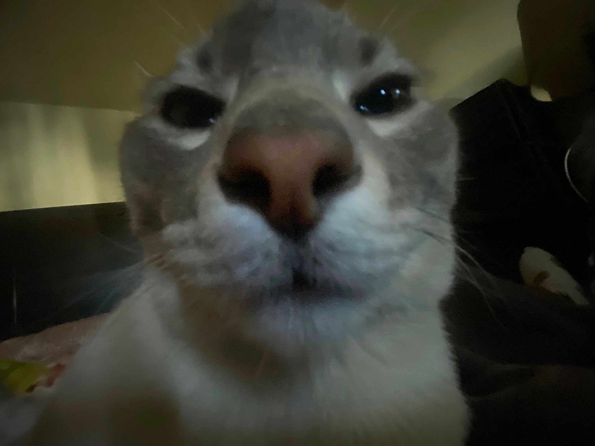 Leonardo Da Vinci is registered to the contest to win money with this photo: cat, close_up, face, whiskers, nose, pet, animal, feline, indoor, dim_lighting, blurry, fur, muzzle, portrait, domestic_animal, cute, close_range, soft_light, background, low_angle