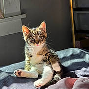 Leo Willard is registered to the contest to win money with this photo: animal, bed, blanket, cat, cozy, curious, cute, domestic_cat, feline, fur, indoor, kitten, paws, pet, portrait, relaxed, sitting, sunlight, whiskers, young