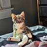 animal, bed, blanket, cat, cozy, curious, cute, domestic_cat, feline, fur, indoor, kitten, paws, pet, portrait, relaxed, sitting, sunlight, whiskers, young