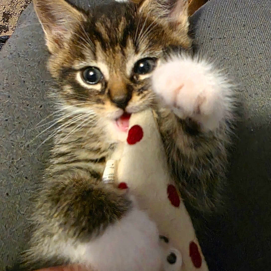 Leo Willard joined the competition — help win amazing prizes! kitten, tabby, cat, pet, animal, plush_toy, toy, pizza_slice, paw, feline, cute, indoor, person_hand, lap, blanket, cozy, playful, closeup, fur, small