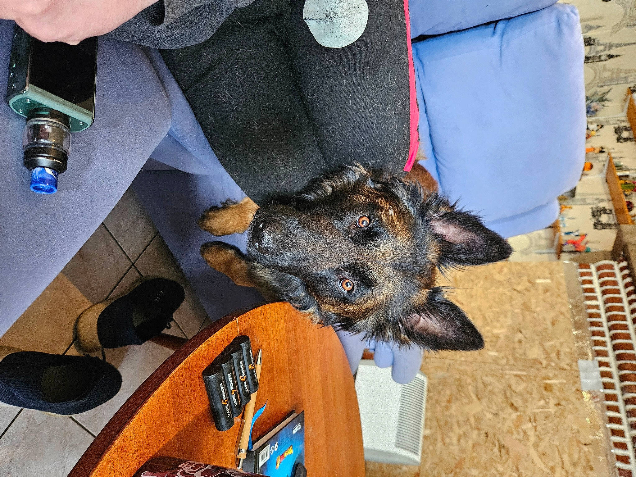 Titan participe au concours pour gagner de l'argent avec cette photo : bag, carnivore, comfort_food, companion_dog, dog, dog_breed, drinking_water, fashion_accessory, flooring, fur, sporting_group, tableware, water_bottle, working_animal