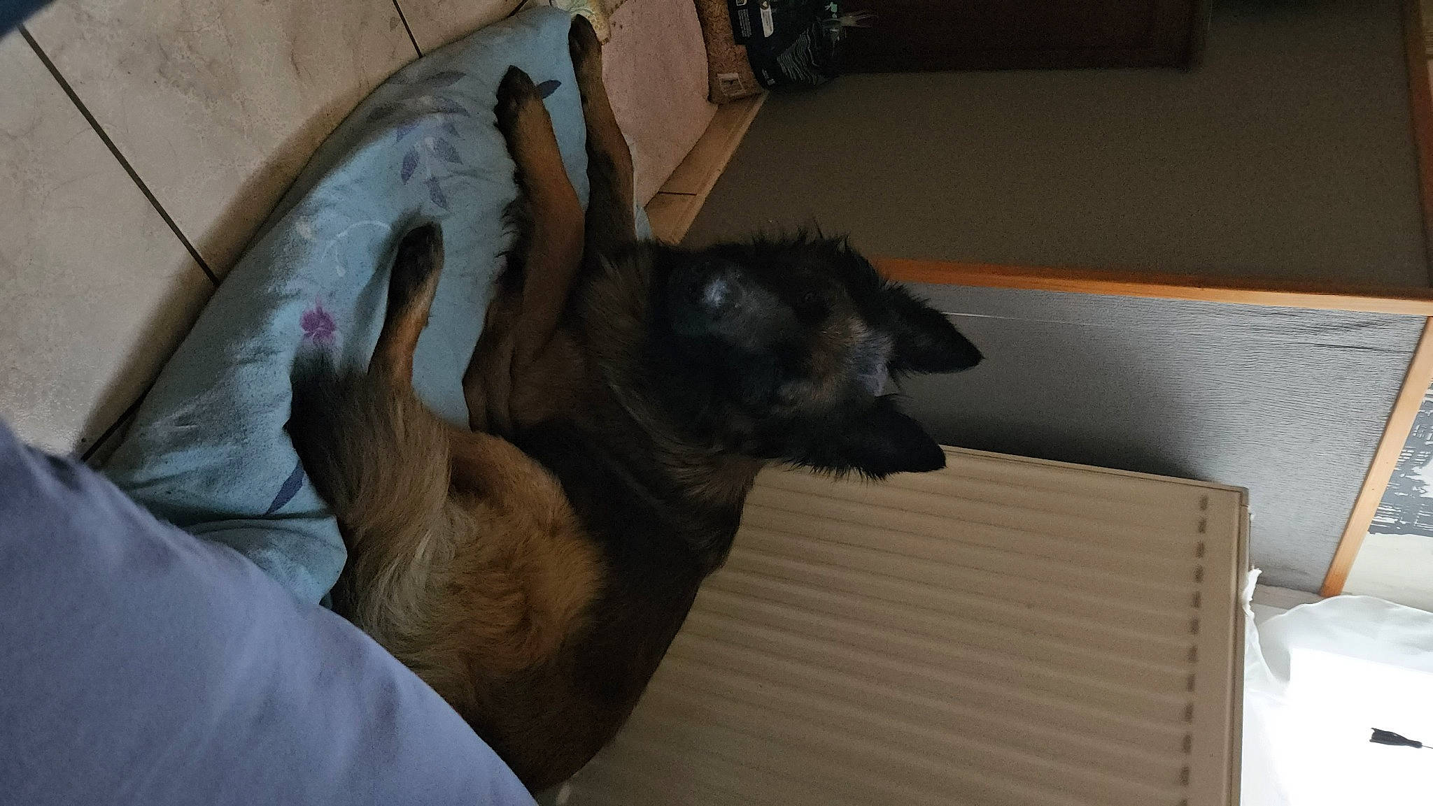 Titan participe au concours pour gagner de l'argent avec cette photo : black_cat, carnivore, comfort, companion_dog, dog, dog_breed, domestic_short_haired_cat, fawn, felidae, floor, flooring, fur, german_shepherd_dog, hardwood, paw, small_to_medium_sized_cats, tail, toy_dog, whiskers, wood