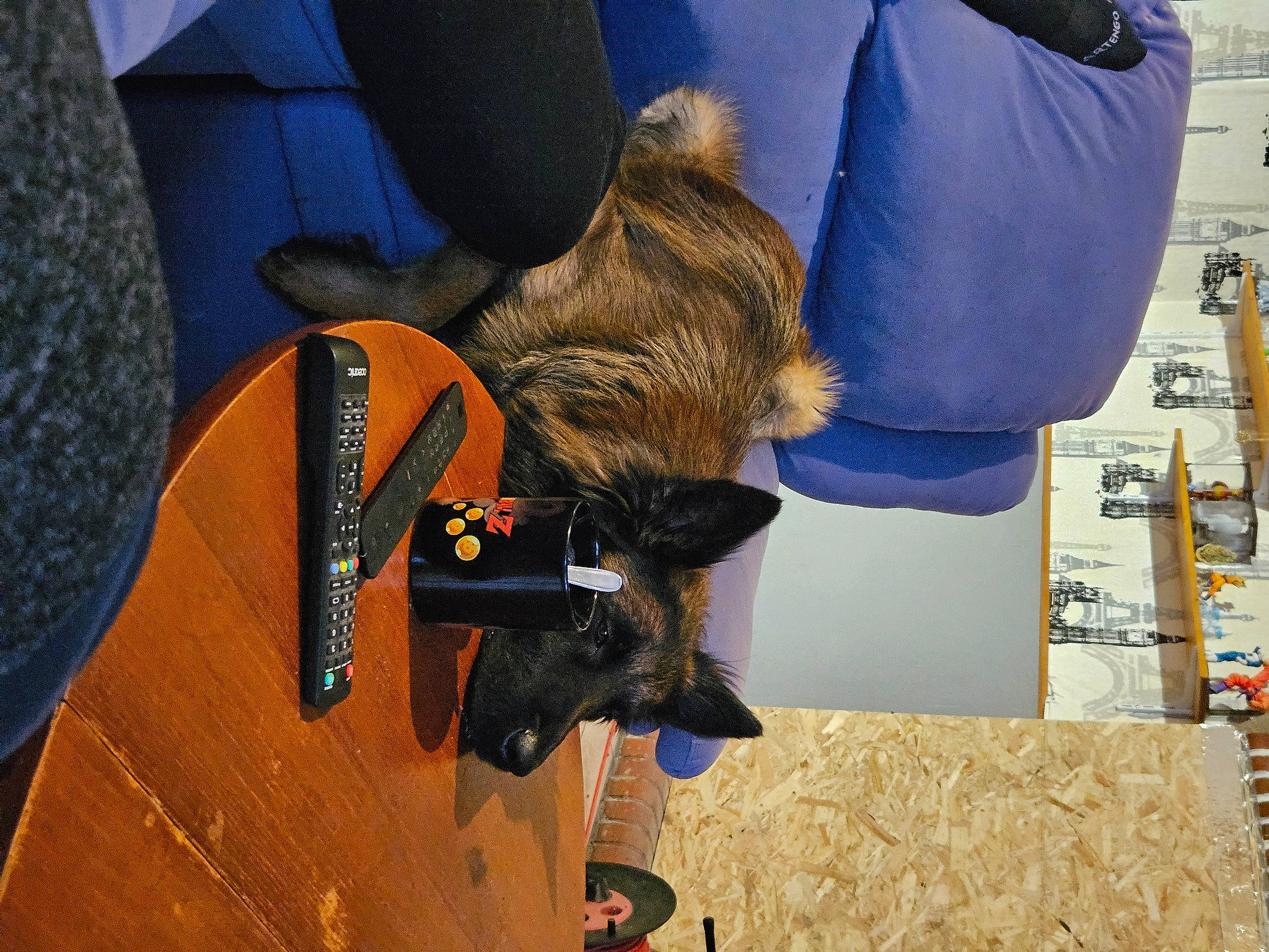 Titan a rejoint le concours — aidez-le/la à gagner de superbes lots ! collar, electric_blue, fur, gesture, hat, human_leg, natural_material, sleeve, uniform, wood, working_animal, wrist