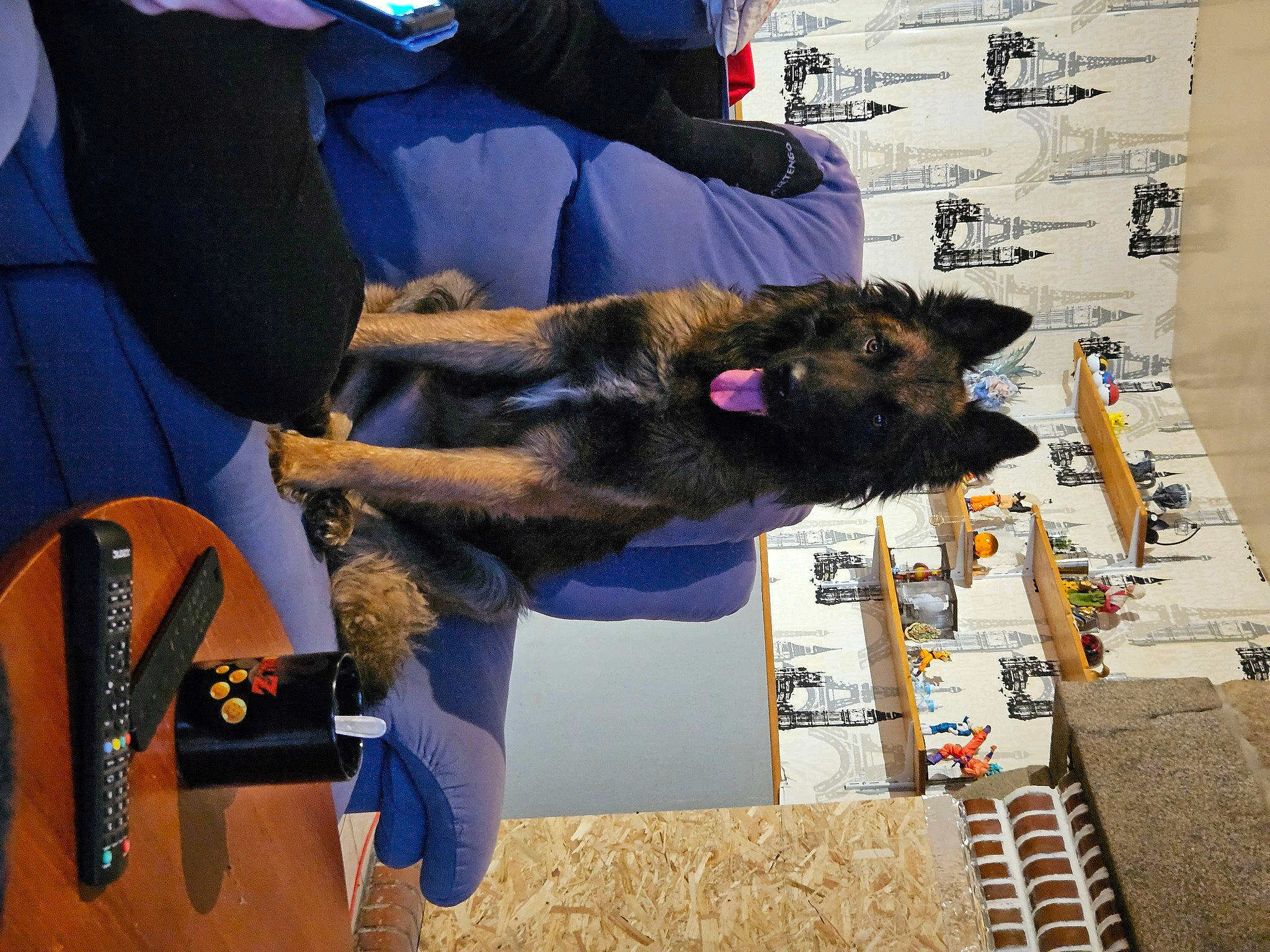 Titan a rejoint le concours — aidez-le/la à gagner de superbes lots ! canidae, carnivore, companion_dog, dog, dog_breed, flooring, fun, fur, guard_dog, sporting_group, working_animal, working_dog