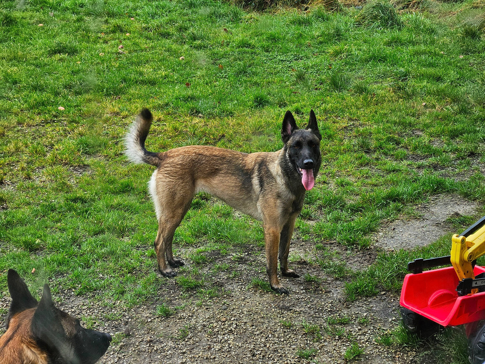 Skadi a rejoint le concours — aidez-le/la à gagner de superbes lots ! belgian_shepherd_malinois, black_norwegian_elkhound, canidae, carnivore, collar, companion_dog, dog, dog_breed, dog_supply, east_european_shepherd, fawn, grass, herding_dog, old_german_shepherd_dog, pet_supply, sporting_group, tail, terrestrial_animal, working_animal, working_dog