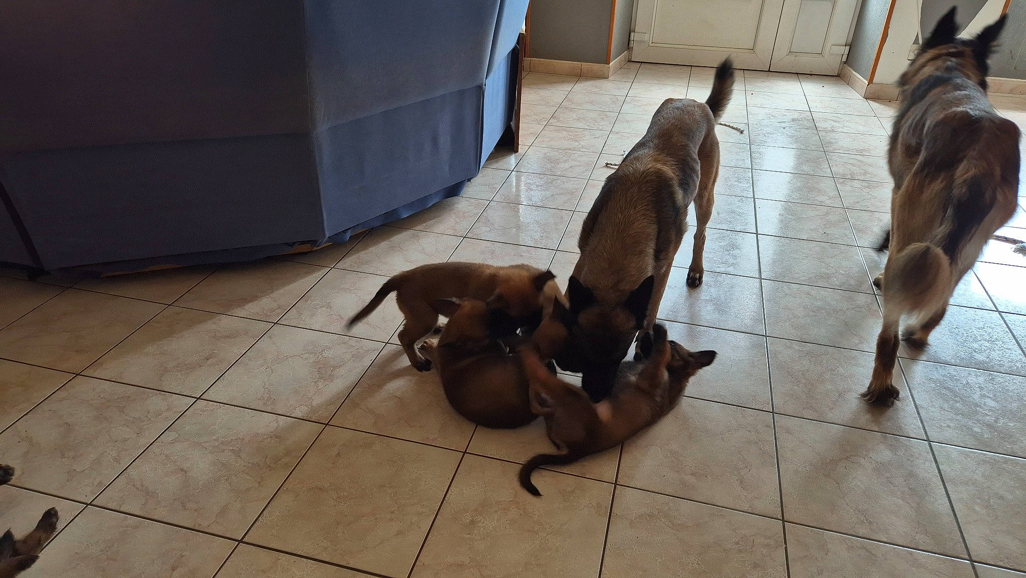 Skadi a rejoint le concours — aidez-le/la à gagner de superbes lots ! brown, canidae, carnivore, comfort, companion_dog, dog, dog_breed, door, fawn, floor, flooring, hardwood, liver, non_sporting_group, pet_supply, snout, sporting_group, tail, wood, working_animal