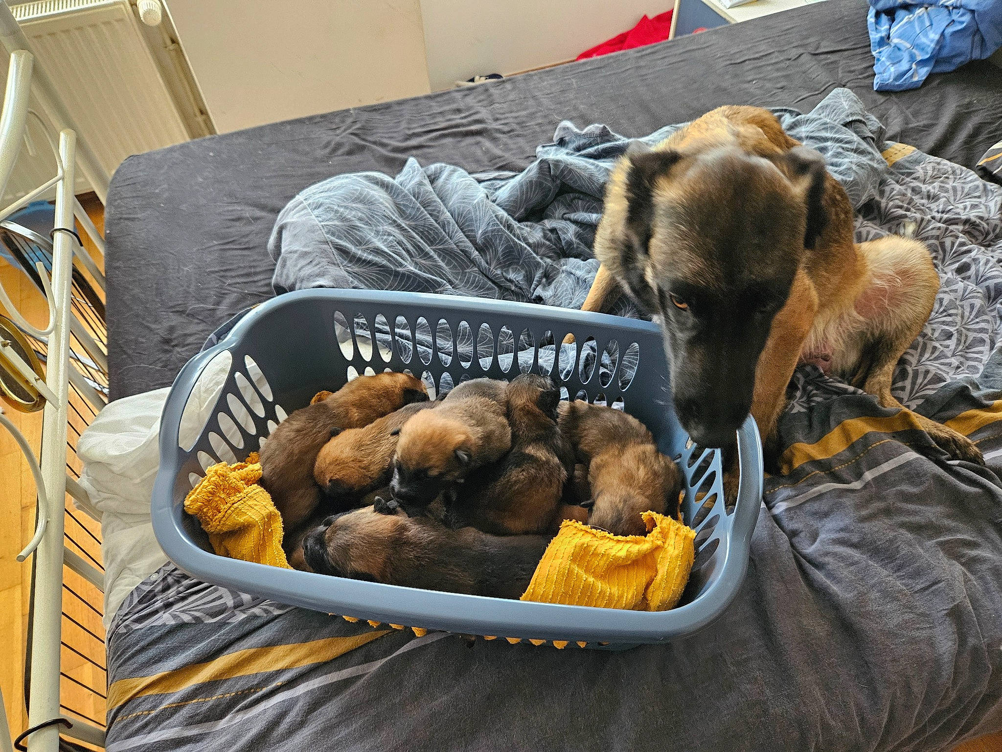 Skadi a rejoint le concours — aidez-le/la à gagner de superbes lots ! basket, canidae, carnivore, comfort_food, companion_dog, cuisine, delicacy, dish, dog, dog_breed, fawn, finger_food, food, ingredient, junk_food, local_food, natural_foods, produce, table, vegetable