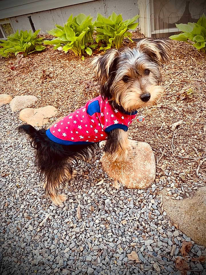 Mitzi joined the competition — help win amazing prizes! australian_silky_terrier, australian_terrier, biewer_terrier, cairn_terrier, canidae, carnivore, companion_dog, dog, dog_breed, dog_clothes, morkie, puppy, schnoodle, small_terrier, sporting_lucas_terrier, terrier, toy_dog, yorkipoo, yorkshire_terrier