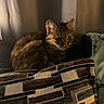 Harriett joined the competition — help win amazing prizes! animal, blanket, brown, cat, comfort, cozy, curled_up, cushion, domestic, fur, furniture, home, indoor, pattern, pet, relaxing, resting, soft, striped, warm_light