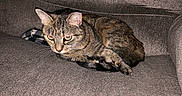 Harriett is registered to the contest to win money with this photo: alert, animal, cat, closeup, couch, cozy, curled_up, domestic, ears, fabric, feline, fur, gray, home, indoor, pet, resting, tabby_cat, texture, whiskers