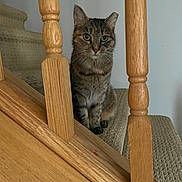 Harriett joined the competition — help win amazing prizes! animal, carpet, cat, closeup, curious, domestic_cat, ears, eyes, feline, fur, home_interior, indoor, pet, portrait, quiet, sitting, stairs, tabby_cat, whiskers, wooden_railing
