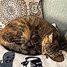 Harriett is registered to the contest to win money with this photo: animal, blanket, cat, cat_illustration, closeup, comfortable, cozy, cushion, cute, domestic, feline, fur, indoor, pattern, pet, relaxing, resting, sleeping, sofa, tabby