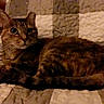 Harriett is registered to the contest to win money with this photo: animal, cat, companion, cozy, curious_eyes, cute, domestic, feline, fur, home, indoor, mammal, patchwork, pet, quilt, relaxed, resting, sleepy, tabby_cat, whiskers