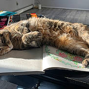 Harriett joined the competition — help win amazing prizes! art_supplies, cat, colored_pencils, coloring_book, cozy, creative, feline, fur, home, indoor, lazy, leisure, paws, pet, relaxed, resting, sunlight, tabby, table, whiskers