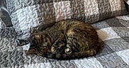 Harriett is registered to the contest to win money with this photo: animal, bed, cat, checkered_pattern, cozy, curled_up, fur, furniture, gray, home, indoor, pet, pillow, quilt, relaxation, resting, sleeping, soft_light, tabby_cat, white