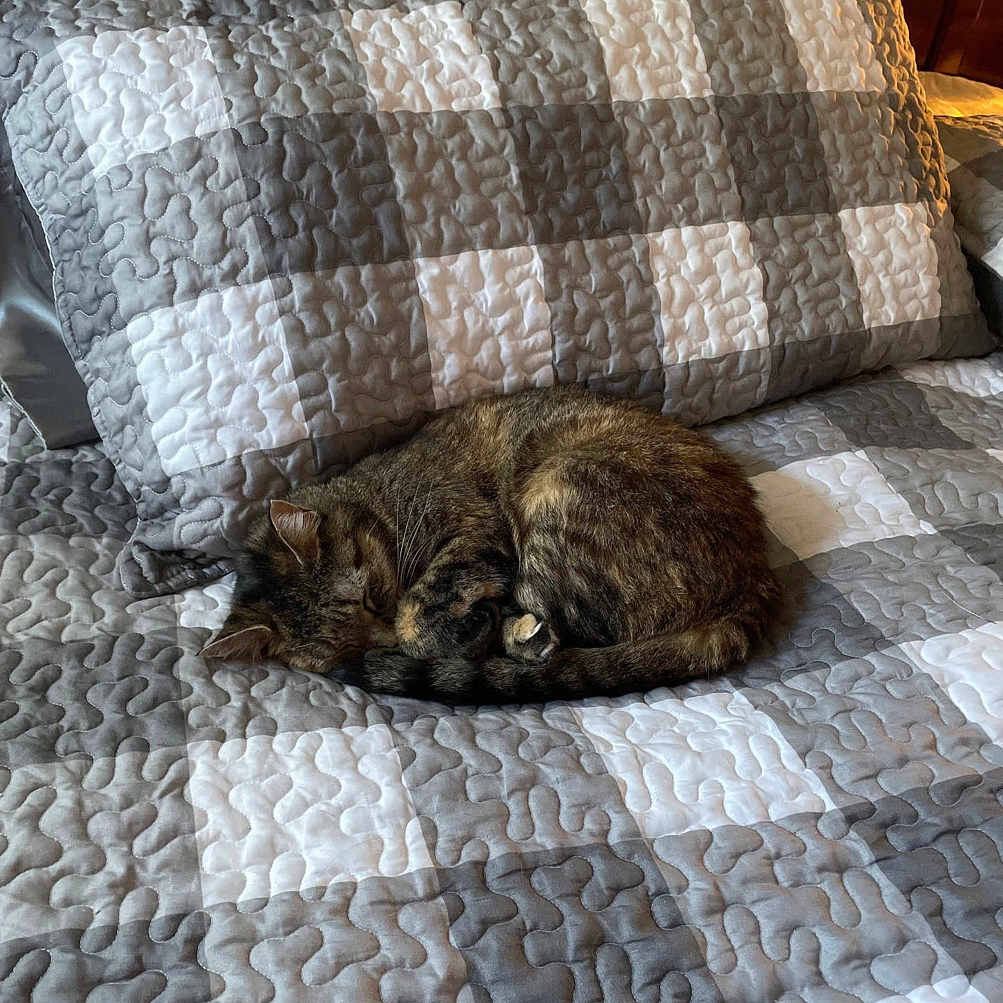 Harriett is registered to the contest to win money with this photo: animal, bed, cat, checkered_pattern, cozy, curled_up, fur, furniture, gray, home, indoor, pet, pillow, quilt, relaxation, resting, sleeping, soft_light, tabby_cat, white