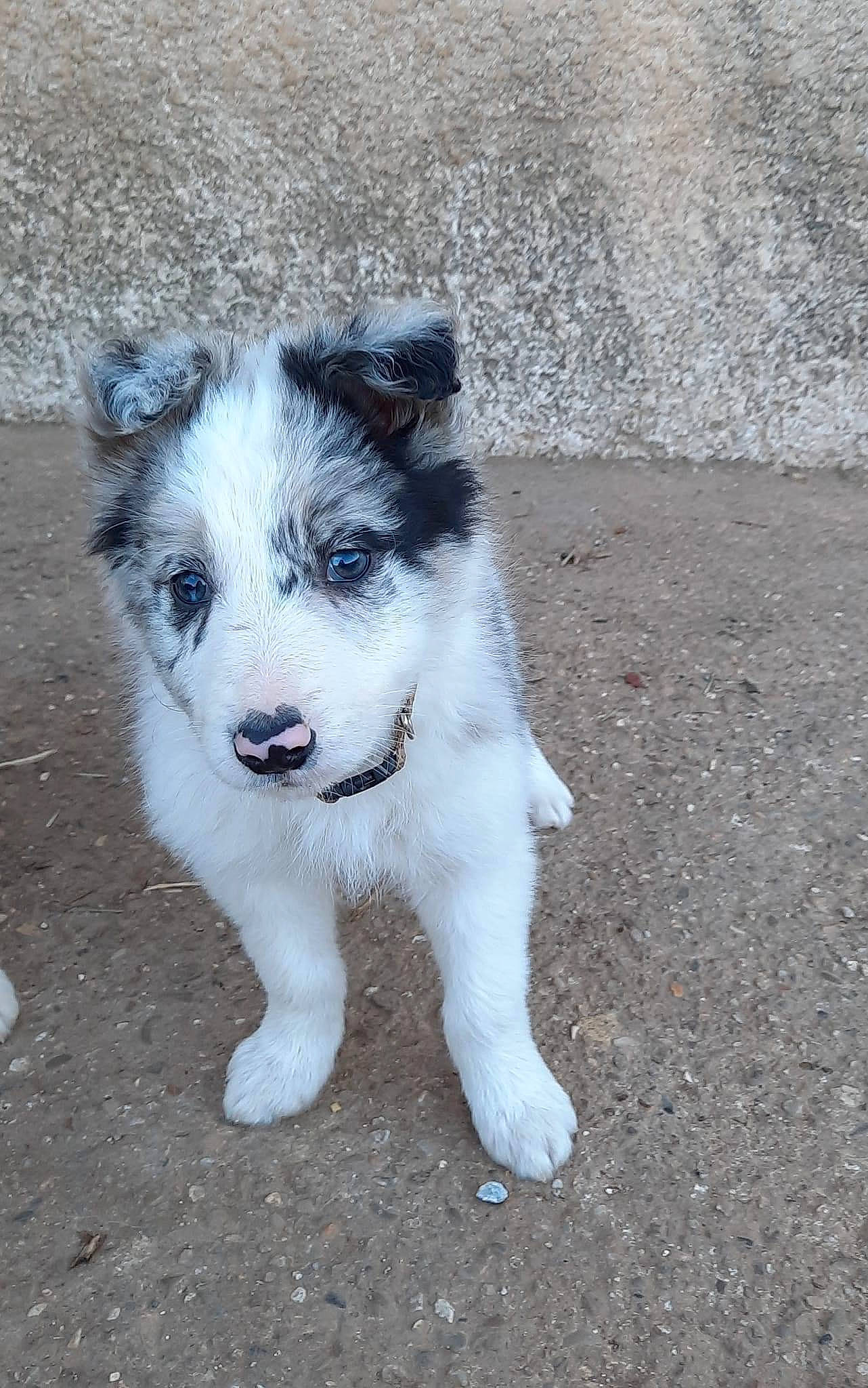 Silver a rejoint le concours — aidez-le/la à gagner de superbes lots ! ancient_dog_breeds, asphalt, canidae, carnivore, companion_dog, concrete, dog, dog_breed, fur, non_sporting_group, puppy, road_surface, snout, sporting_group, street_dog, terrestrial_animal, whiskers, working_animal, working_dog