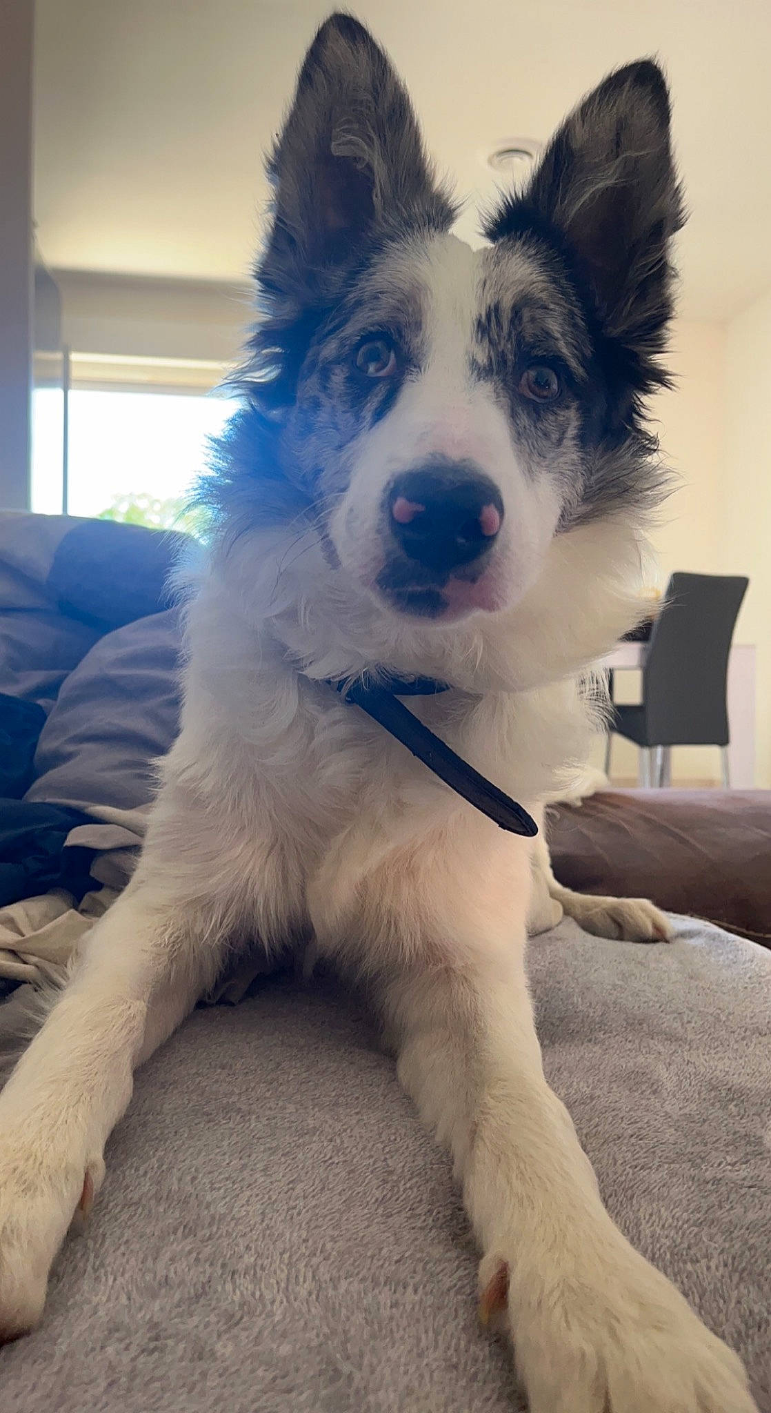 Silver a rejoint le concours — aidez-le/la à gagner de superbes lots ! art, border_collie, canidae, carnivore, collar, companion_dog, dog, dog_breed, dog_collar, electric_blue, flooring, fur, herding_dog, plant, snout, sporting_group, tail, whiskers, working_animal, working_dog