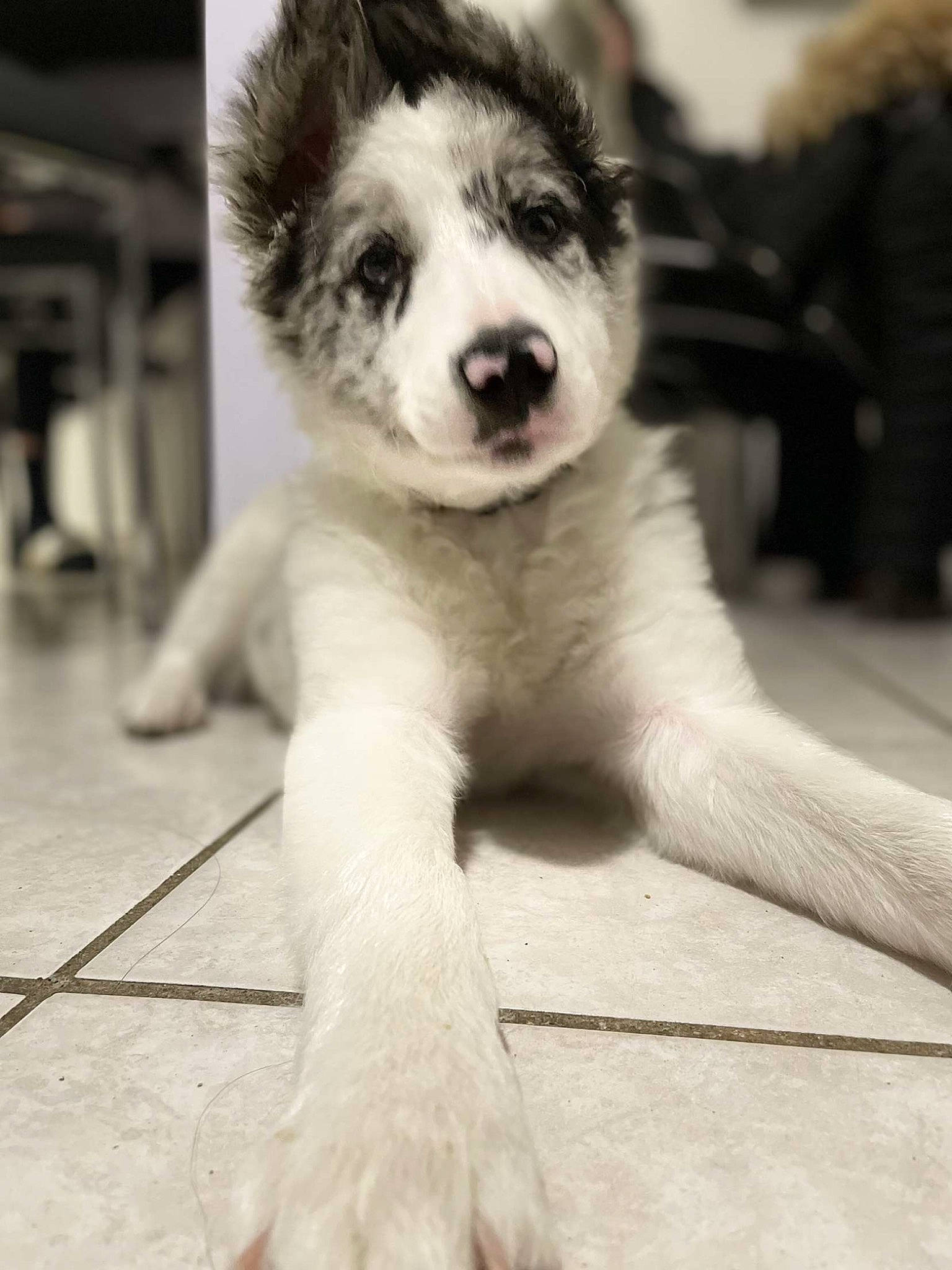 Silver a rejoint le concours — aidez-le/la à gagner de superbes lots ! carnivore, companion_dog, dog, dog_breed, eye, fawn, felidae, flooring, fur, happy, monochrome, monochrome_photography, sled_dog, small_to_medium_sized_cats, street_dog, tail, terrestrial_animal, toy_dog, whiskers, working_animal