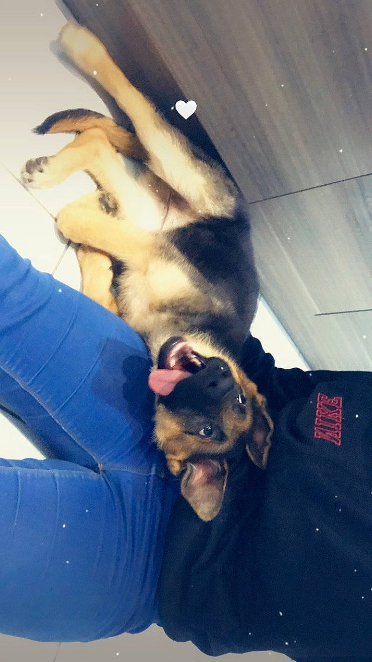 Siska a rejoint le concours — aidez-le/la à gagner de superbes lots ! canidae, carnivore, cloud, comfort, companion_dog, dog, dog_breed, electric_blue, fawn, felidae, fur, gesture, small_to_medium_sized_cats, snout, sporting_group, sunglasses, tail, tints_and_shades, toy_dog, whiskers